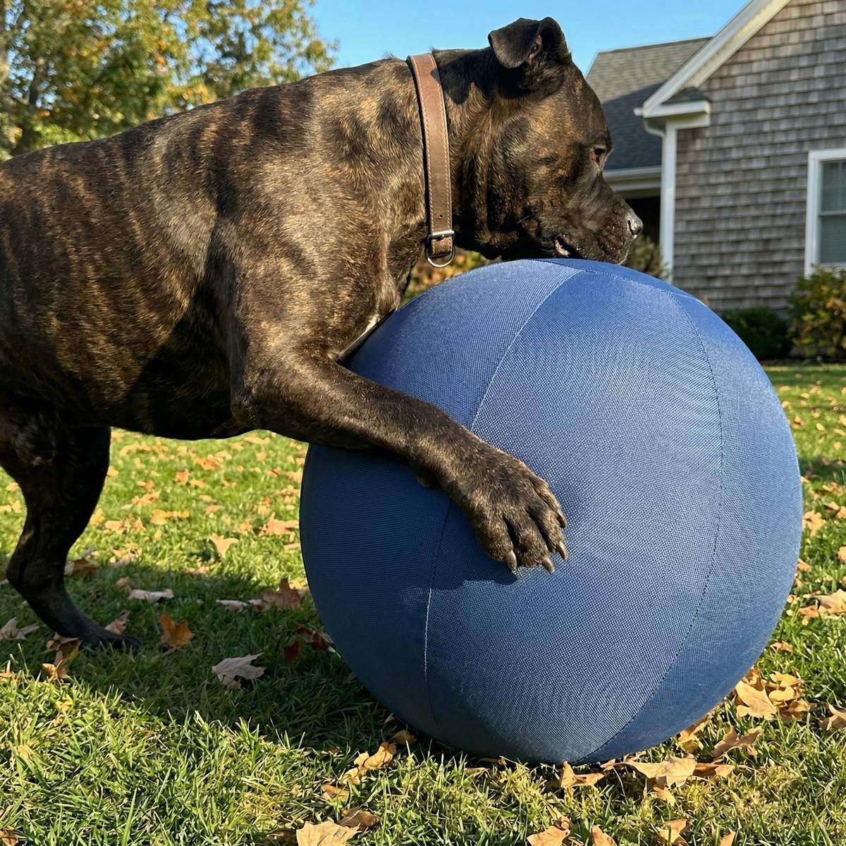 Dog leaning on the herding ball in the garden