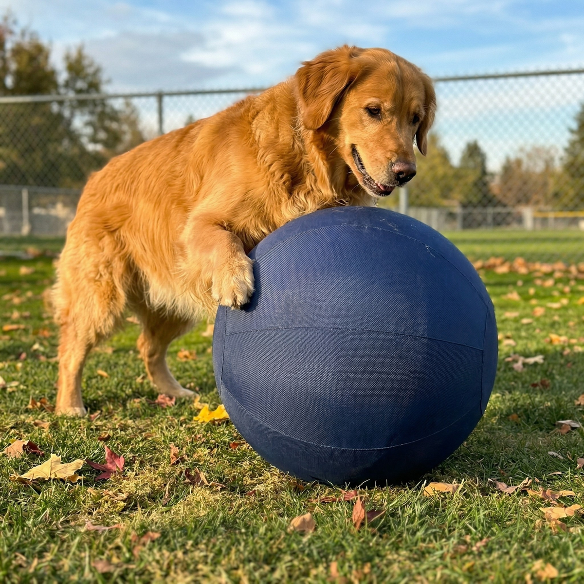 Golden retriever pushing the Reist herding ball across a field